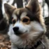 Pomsky Puppies for Sale in Pittsburgh