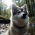 Pics of Pomsky Dogs: Discover the Size and Appearance of These Adorable Mixes