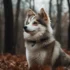 Differences Between Husky And Pomsky Explained: Size, Appearance And Temperament Compared