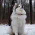 Pomsky Size And Appearance: How Big Do Pomskies Get When Fully Grown?