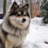 Do Pomskies Enjoy Swimming? Exploring Their Water Loving Traits