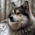 Everything You Need To Know About Merle Pomskies