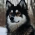 Everything You Need to Know About Full-Grown Pomskies
