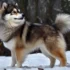 Pomsky Red: Understanding The Size And Appearance Of This Popular Mix