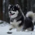 Full Size Pomsky Full Grown: Understanding Their Size and Appearance