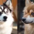 FAQs about Teacup Pomsky Full Grown