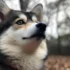 Pomsky Generation 2: What You Need to Know About the Second-Generation Pomskies