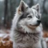 German Pomsky: All You Need to Know About this Unique Designer Dog Breed