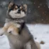 German Shepherd Pomsky: A Guide to Understanding this Adorable Mix