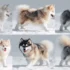Pomsky: The Adorable And Loyal Designer Dog Breed