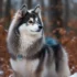 German Shepherd Pomsky: A Guide to Understanding this Adorable Mix