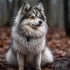 50/50 Pomsky: Understanding the Size and Appearance of this Designer Breed