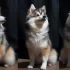 Where to Find Affordable 20 Pound Pomskies for Sale