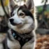 How Much Does A Pomsky Puppy Cost?