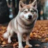 Everything You Need to Know About Oreo Pomskies