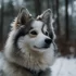 30 Pound Pomsky: Understanding the Size and Appearance of this Adorable Breed