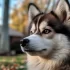 Everything You Need to Know About Fully Grown Pomskies