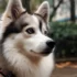 Adorable Pomsky Gifs That Showcase Their Playful Personality
