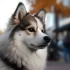 Discover the Goodlife with Pomskies: A Guide to Their Personality Traits and Exercise Needs