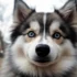 Top 50 Unique Pomsky Girl Names for Your Furry Companion