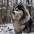 Pomsky Puppies For Sale At $700