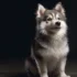 Ginger Pomsky: The Adorable Designer Dog Breed