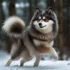 Gray Pomsky: The Perfect Mix of Husky and Pomeranian