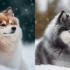 Greenfield Pomsky Puppies: A Guide to Finding the Perfect Pomsky Companion