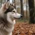Pomsky Gris: Understanding this Uncommon Pomsky Mix