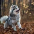 Arctic Spitz Vs Pomsky: Understanding The Differences And Similarities
