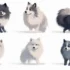 Stunning Images Of Pomskies: Discover The Unique Appearance Of This Designer Dog Breed