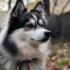 Pomsky Greenfield: Finding the Perfect Breeder for Your Furry Friend