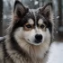 Everything You Need to Know About Pomsky Breeding Standards