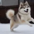Greenfield Pomsky Puppies: A Guide to Finding the Perfect Pomsky Companion