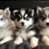 FAQs about How Much Do Pomskys Cost
