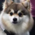 How to convince your parents to get a Pomsky