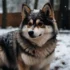 Adorable Pomsky Puppies: A Guide To Their Size And Appearance