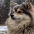 1 Year Old Pomsky for Sale: Find Your New Furry Friend Today