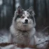 Hawaii Pomsky: The Adorable Breed That Will Melt Your Heart