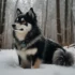 Hatz Off Pomskies: Your Guide to Raising a Healthy and Happy Pomsky
