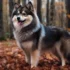 Hawaii Pomsky: The Adorable Breed That Will Melt Your Heart