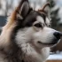 Hills Pomsky Puppies: The Ultimate Guide to Finding Your Perfect Pomsky Companion