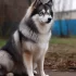 Housebreaking a Pomsky: Tips and Tricks for Success