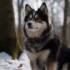 Common Health Issues to Watch For in Pomskies