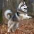Hilltop Pomskies: The Ultimate Guide to Raising Pomsky Puppies