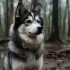 How are Pomsky puppies made: Understanding the Pomsky Breeding Standards