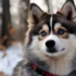 Colorado Pomsky Breeders – Find Your Perfect Pup Today!