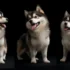 Full Grown Mini Pomsky: Understanding The Size And Appearance