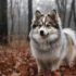 Pomsky Pitbull Mix: Understanding This Unique Designer Dog