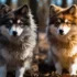 How Are Pomskies Made: The Truth Behind Breeding Practices